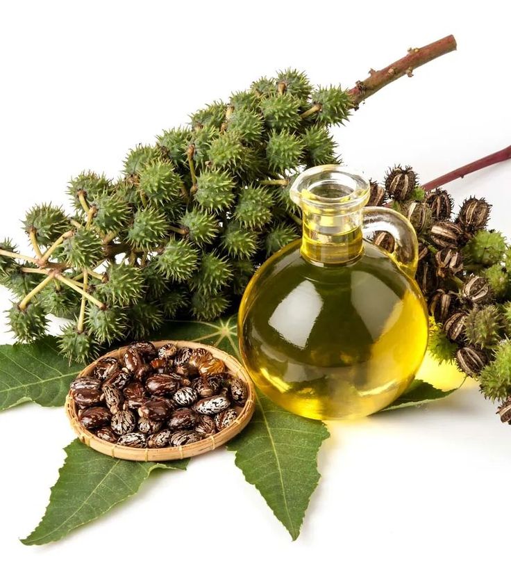 שמן קיק Castor Oil — מרפא טבעי עתיק לשיער ולעור | 250 מ"ל | על עלים